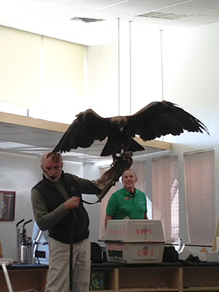 Raptor Program - Man Holding a Large Bird With Lef